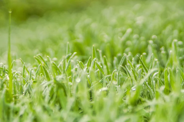 Summer natural green background — Stock Photo, Image