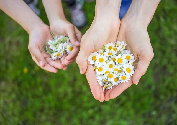 Camomile in hands — Stock Photo, Image