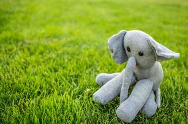 Fil yeşil çimenlerin üzerinde