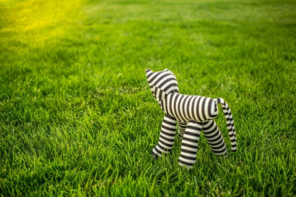 猫咪在绿色草地上的玩具 — 图库照片