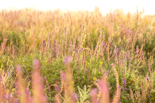 Zonnige weide — Stockfoto