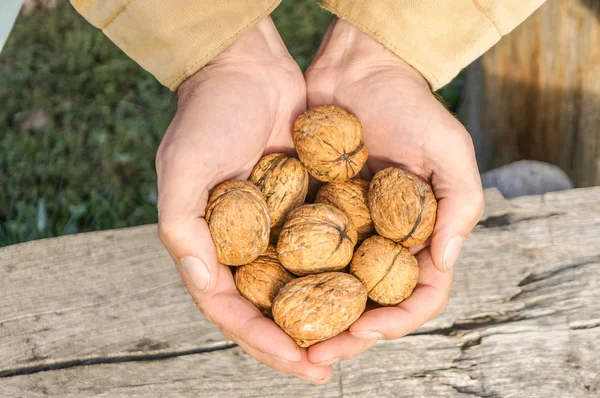 Hand holding walnuts — Stock Photo, Image