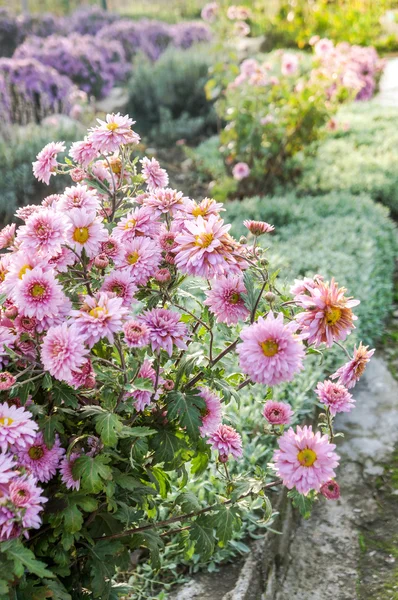 Fondo floral — Foto de Stock