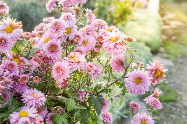 Blommig bakgrund — Stockfoto