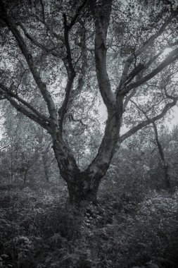 Tek krom sihirli orman. Sanatsal siyah beyaz orman sahnesi. Ormanın güzel sanat fotoğrafları.