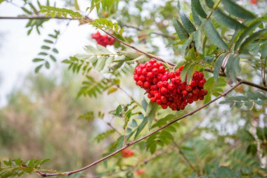 Gri kasvetli gökyüzünün üzerindeki Rc Rowan dutlarının güzel görüntüsü, yumuşak bir ışık. Tebrik kartları, takvimler, doğa baskıları, çevre makaleleri, renk ilhamı, mevsimlik ruh hali tahtası için mükemmel 
