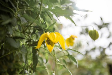 Bright yellow flower growing on outdoor wall. Minimal nature background
