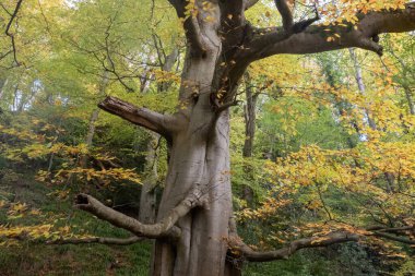 Sihirli orman. Sanatsal orman sahnesi. Ormanda garip ve büyük bir ağaç