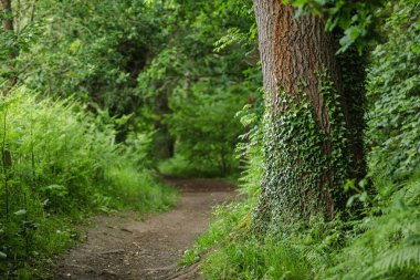 Yenileyici orman sahnesi, sessiz ve iyileştirici güzellik.