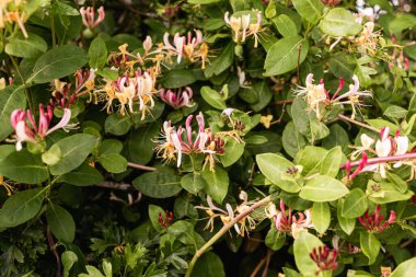 Çiçek açan hanımeli çiçekleri. Nazik güzellik