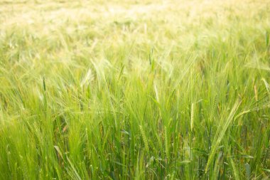 Yumuşak ışıkta yumuşak yeşil alan