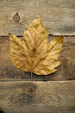 Ahşap Resepsiyon üzerinde sonbahar yaprak