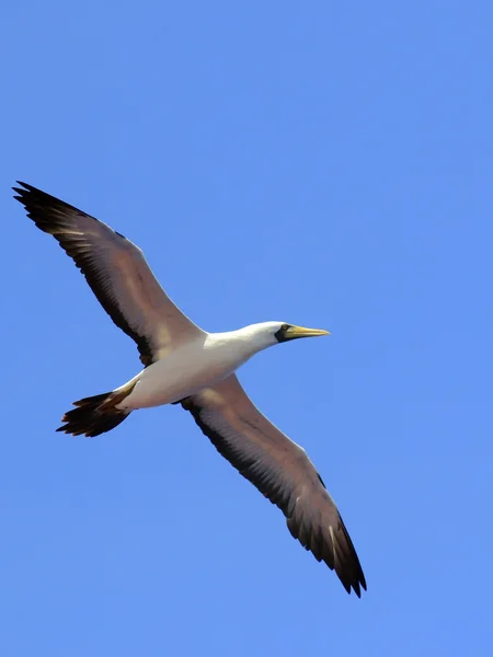 Pájaro marino en vuelo —  Fotos de Stock