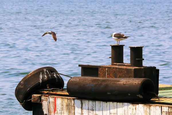 Gaviotas marinas en pilonas —  Fotos de Stock