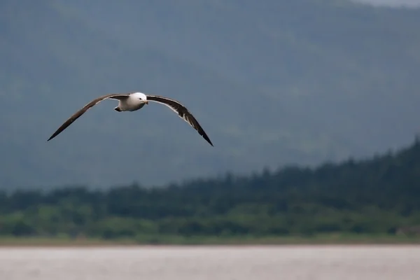 Seagulls gliding flight — Stock Photo, Image