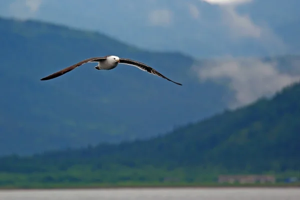 Gaviotas vuelo deslizante —  Fotos de Stock