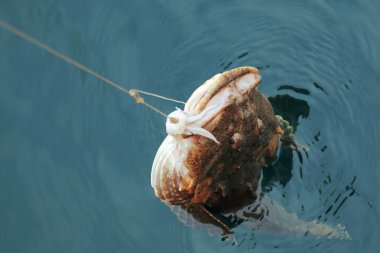 Deniz kaya balığı balık