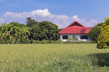 Pirinç tarlaları yakın Villa.
