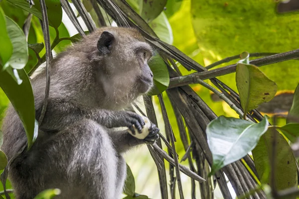 Monkey in the jungle. — Stock Photo, Image