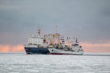 Balıkçılar Okhotsk deniz buzdolabında ürünlerin aşırı