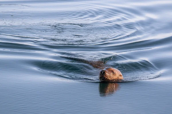 Steller's sea lion swim