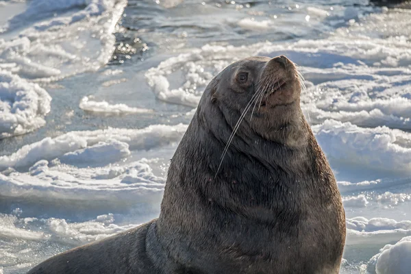 Steller του θαλάσσιο λιοντάρι για τον καθορισμό στον πάγο. — Φωτογραφία Αρχείου
