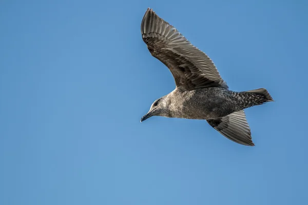 Gaviota en vuelo sobre fondo azul del cielo —  Fotos de Stock