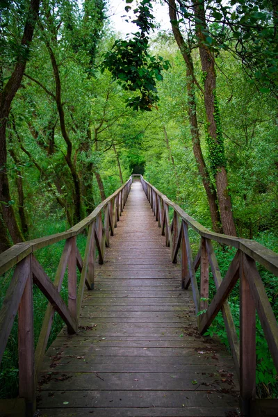 Puente en el bosque, Parco dell 'Adda — Foto de Stock