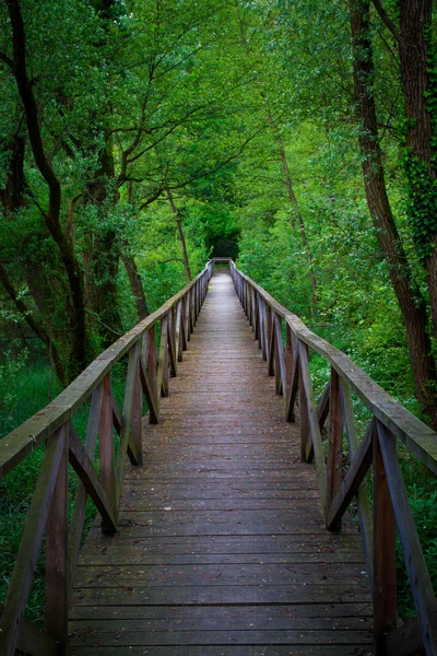 Ponte nella foresta, Parco dell'Adda Immagine Stock