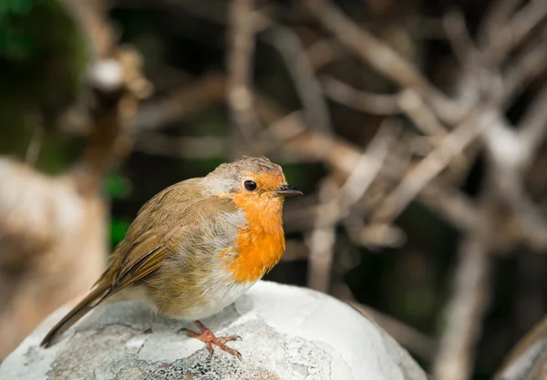 Erithacus rubecula, roodborst Stockafbeelding