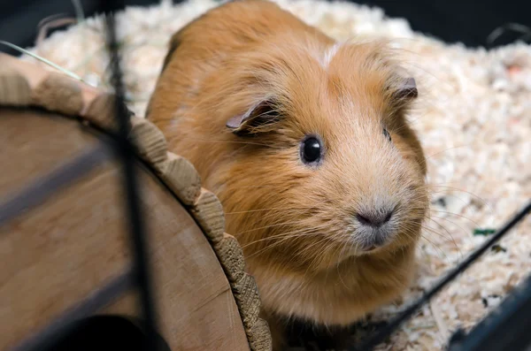 Portratt of red guinea pig. — Stock Photo, Image