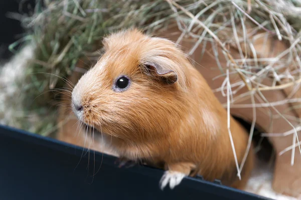 Porträtt av röda marsvin. — Stockfoto