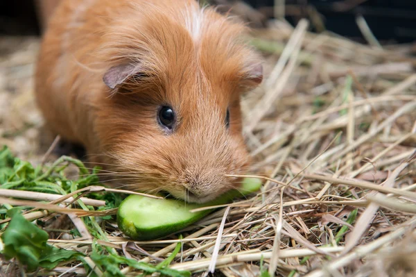 Red guinea pig eating cucumber — Stock Photo, Image