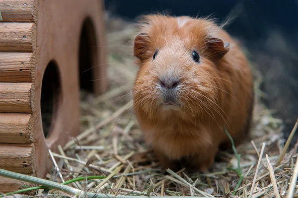 Portrait of cute red guinea pig — Stock Photo, Image