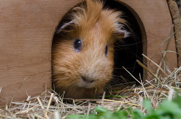 Portrait of cute red guinea pig — Stock Photo, Image