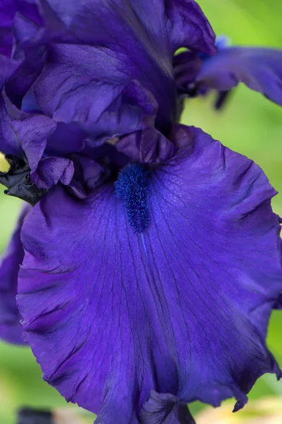 Yeşil zemin üzerine mor iris çiçeği — Stok fotoğraf