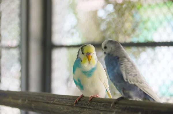 Blue budgerigars — Stock Photo, Image