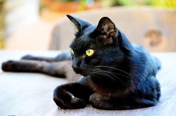 Gato preto relaxante — Fotografia de Stock