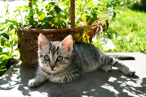 花园里的美丽小猫 — 图库照片