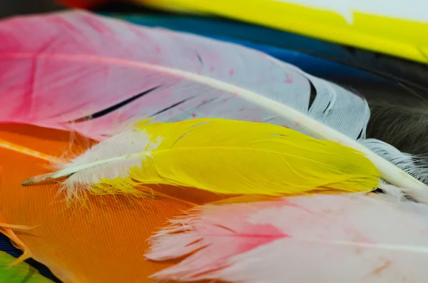 Luminose piume colorate, uccello colorato — Foto Stock