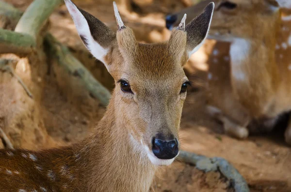 Kleine herten in de dierentuin, close-up — Stockfoto