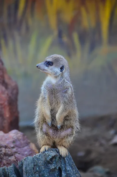 Meerkat de pie sobre una roca — Foto de Stock