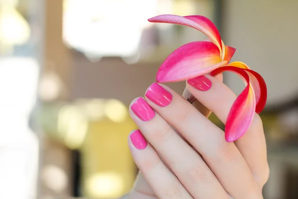 Flor de plumeria rosa na mão feminina com bela manicure — Fotografia de Stock