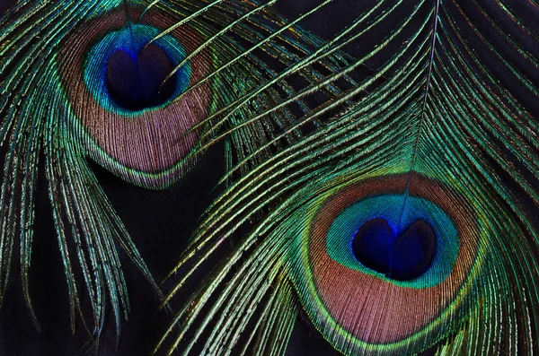 Due piume di pavone su sfondo nero — Foto Stock