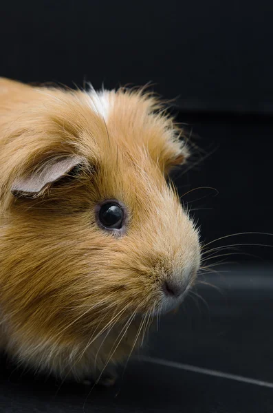 Ritratto di cavia rossa su sfondo nero . — Foto Stock