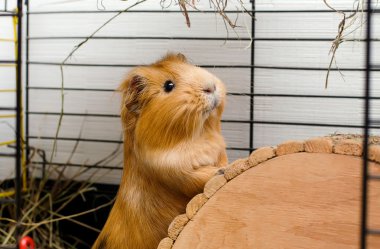 Portrait of guinea pig. Close up photo. clipart