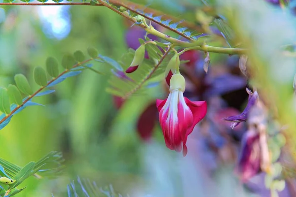 Sesbania Grandiflora Également Connu Sous Nom Agathi Keerai Colibri Végétal — Photo