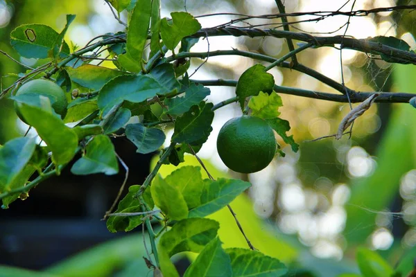 Lima Verde Fresca Colgando Árbol Granja Con Técnica Enfoque Selectivo — Foto de Stock