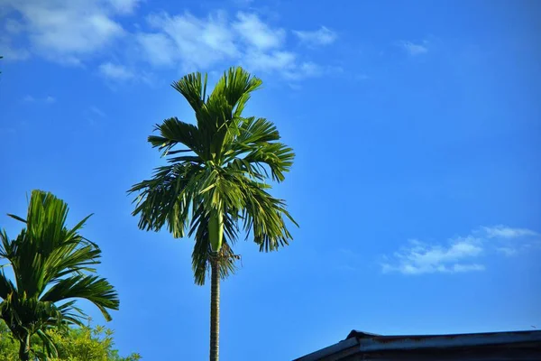 Betel Palmer Utomhus Högt Över Taket Huset Blå Himmel Bakgrund — Stockfoto