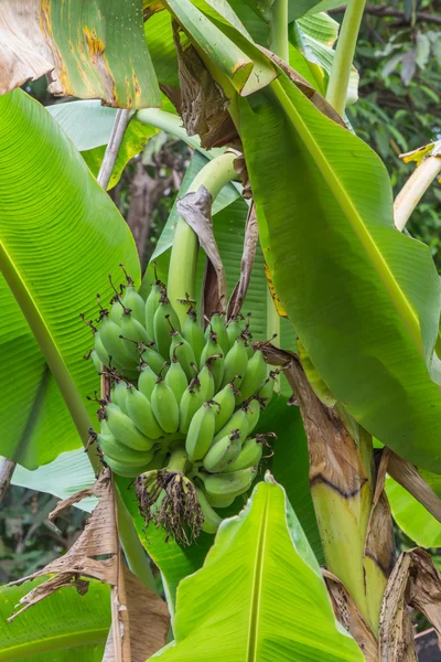 Un árbol de plátano con un montón de plátanos verdes — Foto de Stock